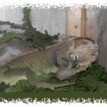 Client Reptile Kismet 250x170