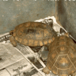 Client Turtle Murray Greta 250x170